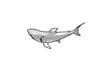 サメ 3d Animal